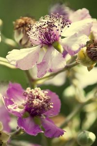 Preview wallpaper flowers, pollen, dry petals