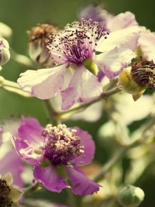 Preview wallpaper flowers, pollen, dry petals