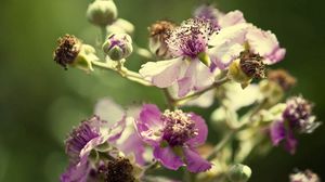 Preview wallpaper flowers, pollen, dry petals