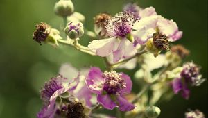 Preview wallpaper flowers, pollen, dry petals