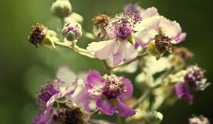 Preview wallpaper flowers, pollen, dry petals