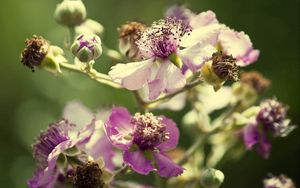 Preview wallpaper flowers, pollen, dry petals