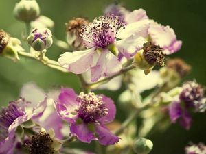 Preview wallpaper flowers, pollen, dry petals