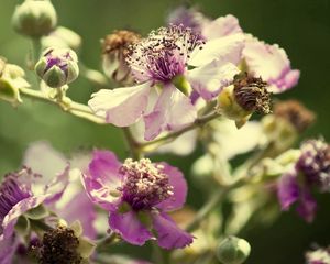 Preview wallpaper flowers, pollen, dry petals