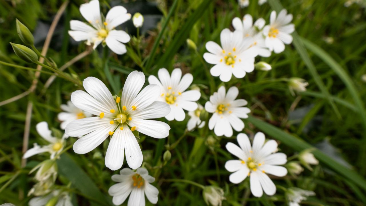 Wallpaper flowers, pollen, grass, plants, field