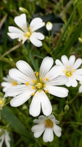 Preview wallpaper flowers, pollen, grass, plants, field