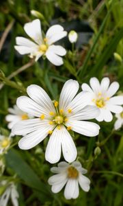 Preview wallpaper flowers, pollen, grass, plants, field