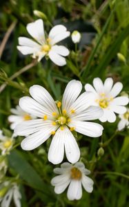 Preview wallpaper flowers, pollen, grass, plants, field