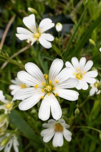 Preview wallpaper flowers, pollen, grass, plants, field