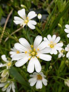 Preview wallpaper flowers, pollen, grass, plants, field