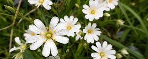 Preview wallpaper flowers, pollen, grass, plants, field