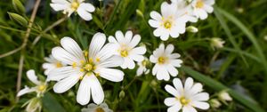 Preview wallpaper flowers, pollen, grass, plants, field
