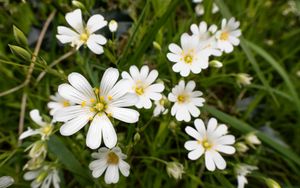 Preview wallpaper flowers, pollen, grass, plants, field