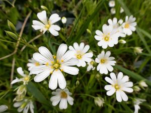 Preview wallpaper flowers, pollen, grass, plants, field