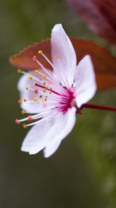 Preview wallpaper flowers, pollen, petals, bloom