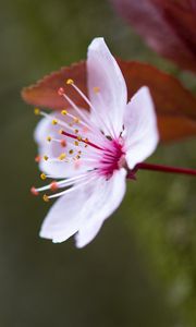 Preview wallpaper flowers, pollen, petals, bloom