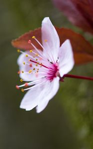 Preview wallpaper flowers, pollen, petals, bloom