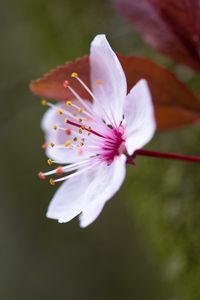 Preview wallpaper flowers, pollen, petals, bloom