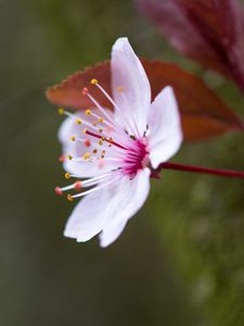 Preview wallpaper flowers, pollen, petals, bloom