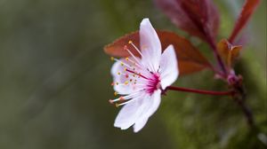 Preview wallpaper flowers, pollen, petals, bloom