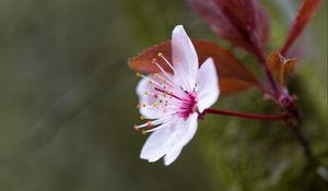 Preview wallpaper flowers, pollen, petals, bloom