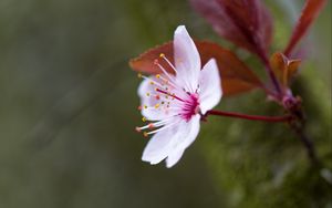 Preview wallpaper flowers, pollen, petals, bloom