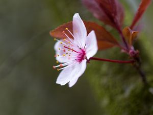 Preview wallpaper flowers, pollen, petals, bloom