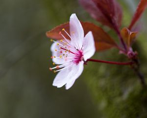 Preview wallpaper flowers, pollen, petals, bloom