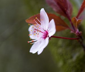 Preview wallpaper flowers, pollen, petals, bloom