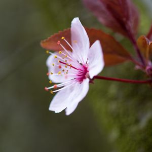 Preview wallpaper flowers, pollen, petals, bloom