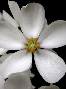 Preview wallpaper flowers, pollen, petals, contrast