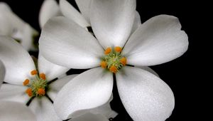 Preview wallpaper flowers, pollen, petals, contrast