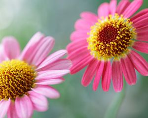 Preview wallpaper flowers, pollen, petals, two