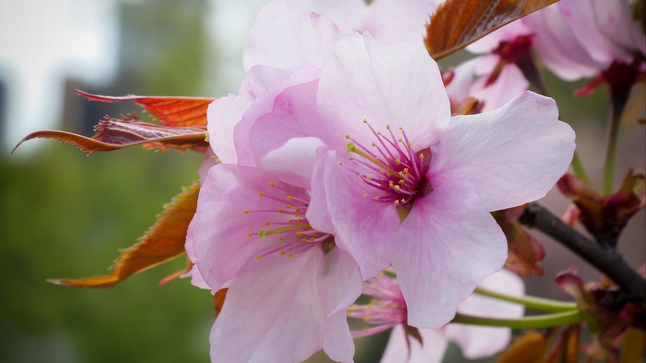 Wallpaper flowers, pollen, petals, pink, spring