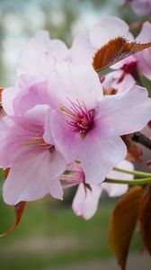 Preview wallpaper flowers, pollen, petals, pink, spring