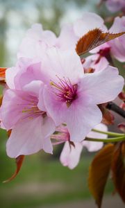 Preview wallpaper flowers, pollen, petals, pink, spring