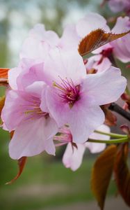 Preview wallpaper flowers, pollen, petals, pink, spring