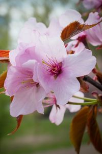 Preview wallpaper flowers, pollen, petals, pink, spring