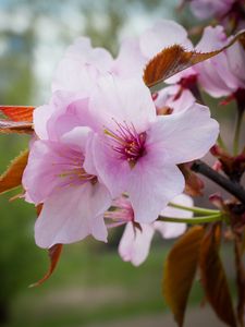 Preview wallpaper flowers, pollen, petals, pink, spring