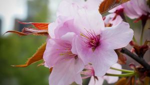 Preview wallpaper flowers, pollen, petals, pink, spring