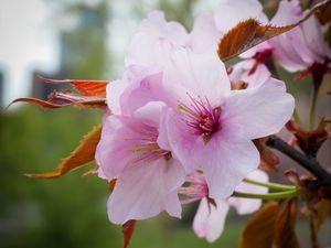 Preview wallpaper flowers, pollen, petals, pink, spring