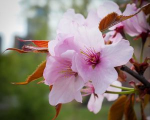 Preview wallpaper flowers, pollen, petals, pink, spring