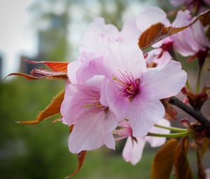 Preview wallpaper flowers, pollen, petals, pink, spring