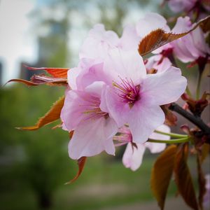 Preview wallpaper flowers, pollen, petals, pink, spring