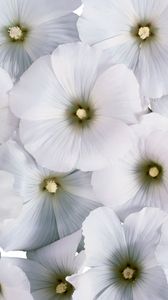Preview wallpaper flowers, pollen, small, white, many