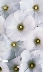 Preview wallpaper flowers, pollen, small, white, many