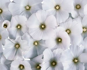 Preview wallpaper flowers, pollen, small, white, many