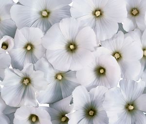 Preview wallpaper flowers, pollen, small, white, many