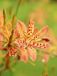 Preview wallpaper flowers, pollen, spotted, drops, blurred