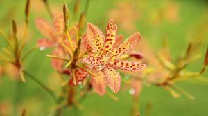 Preview wallpaper flowers, pollen, spotted, drops, blurred